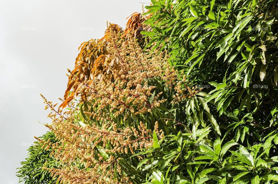 Mango Tree Blossoms