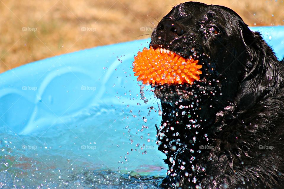 Summer Fun For A Lab. our Dog cooling off in the pool and playing ball