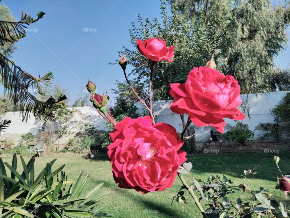 Red rose flowers with rose buds