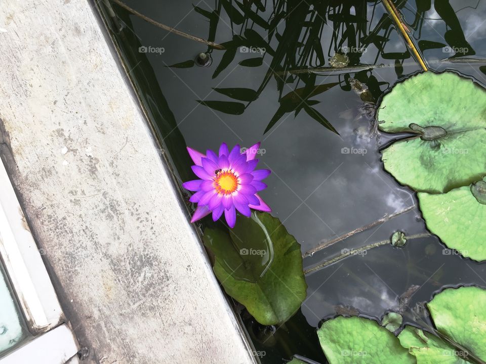 Water Lily 