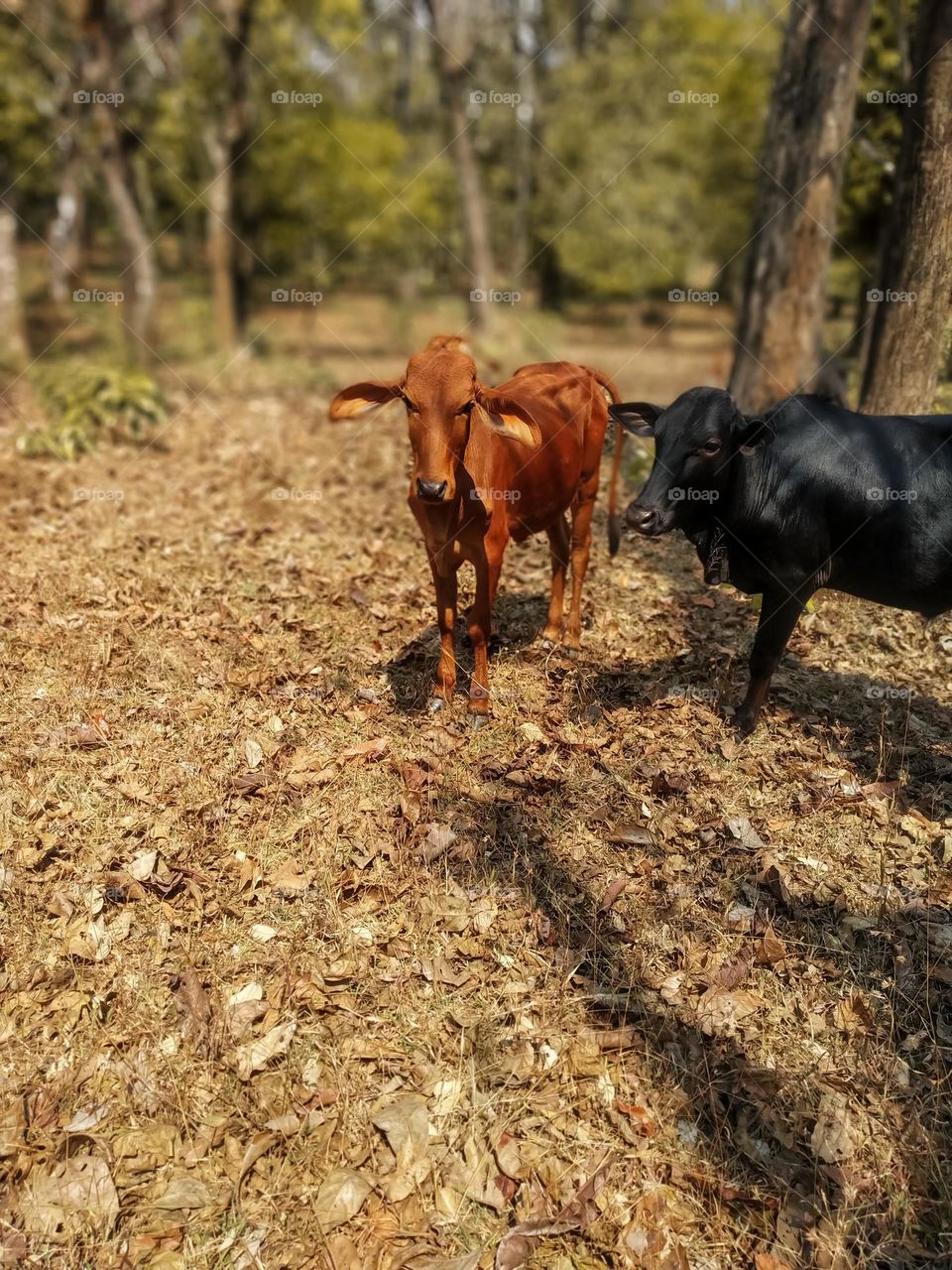 These cattles are so friendly.