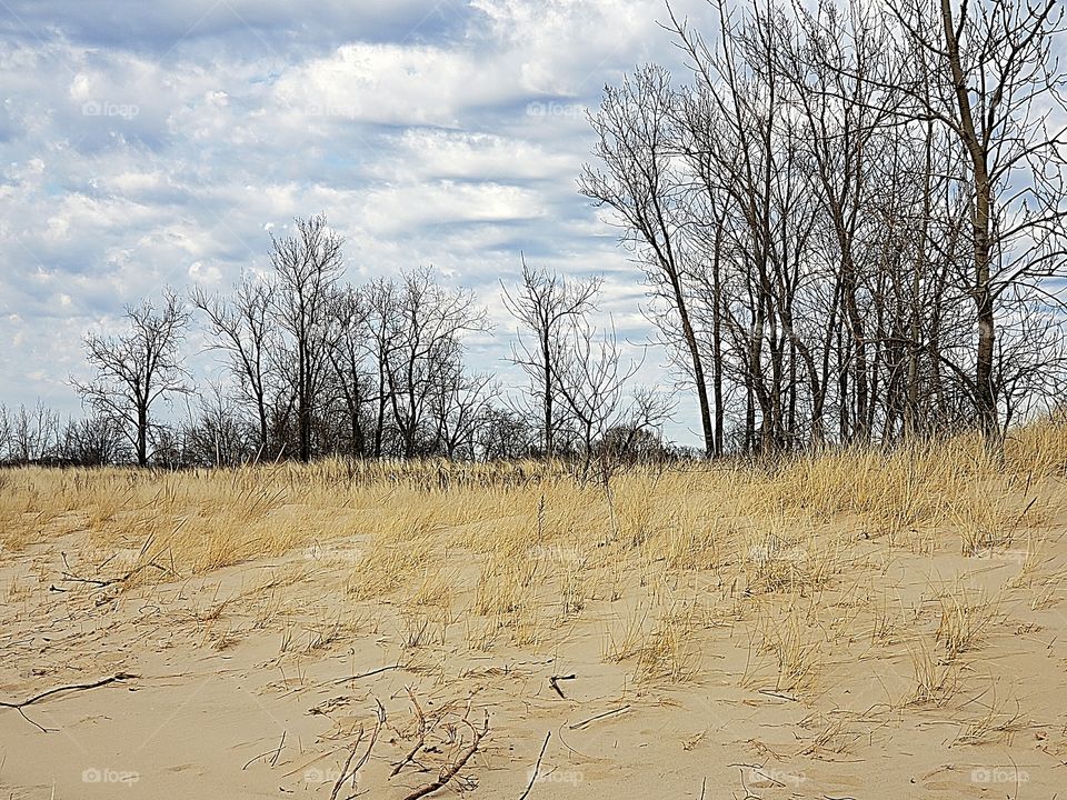 Beach grass at Lake Michigan in Muskegon