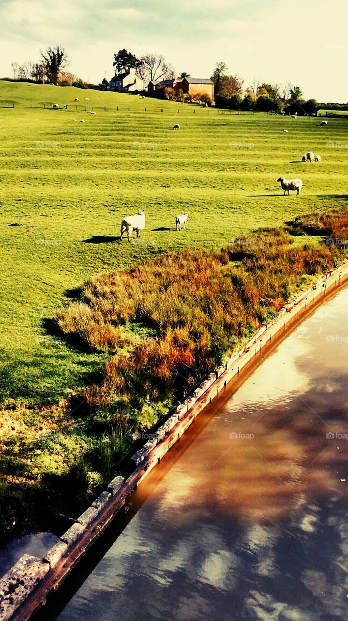 farmland. farm fields with sheep in the summer 
