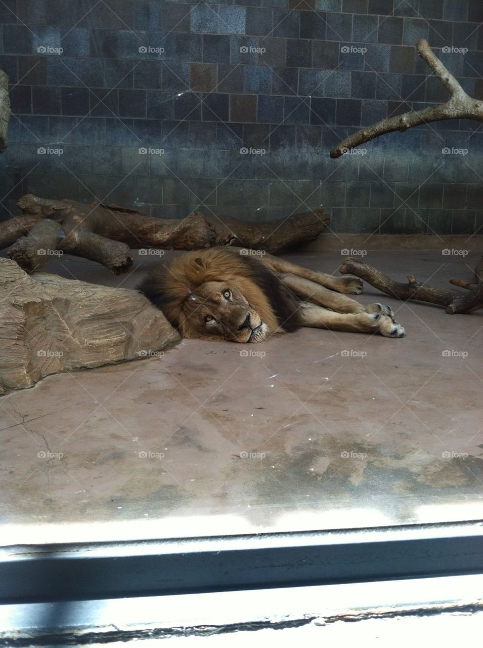 Lion. Zoo
