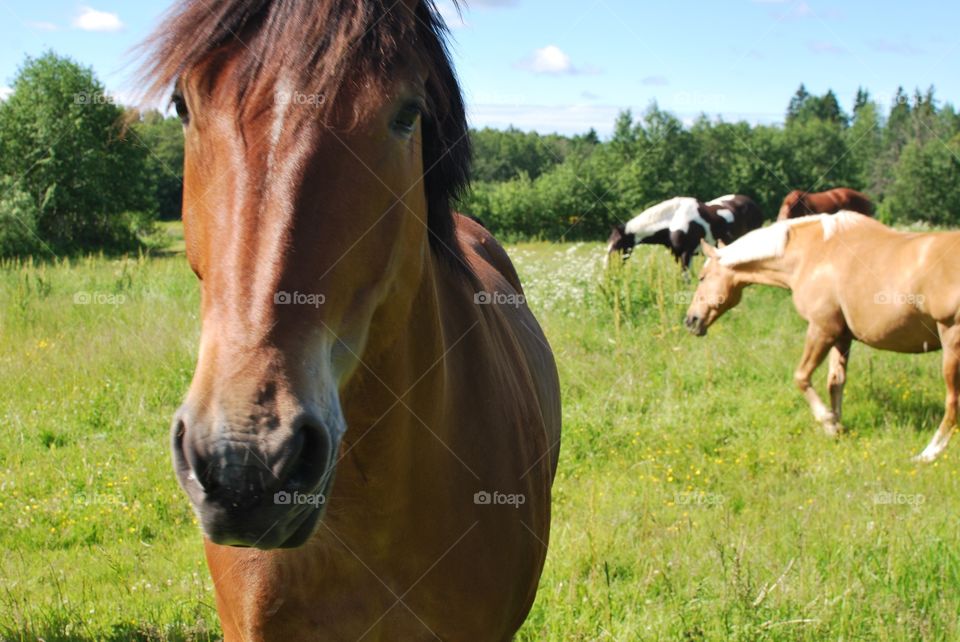 Horses