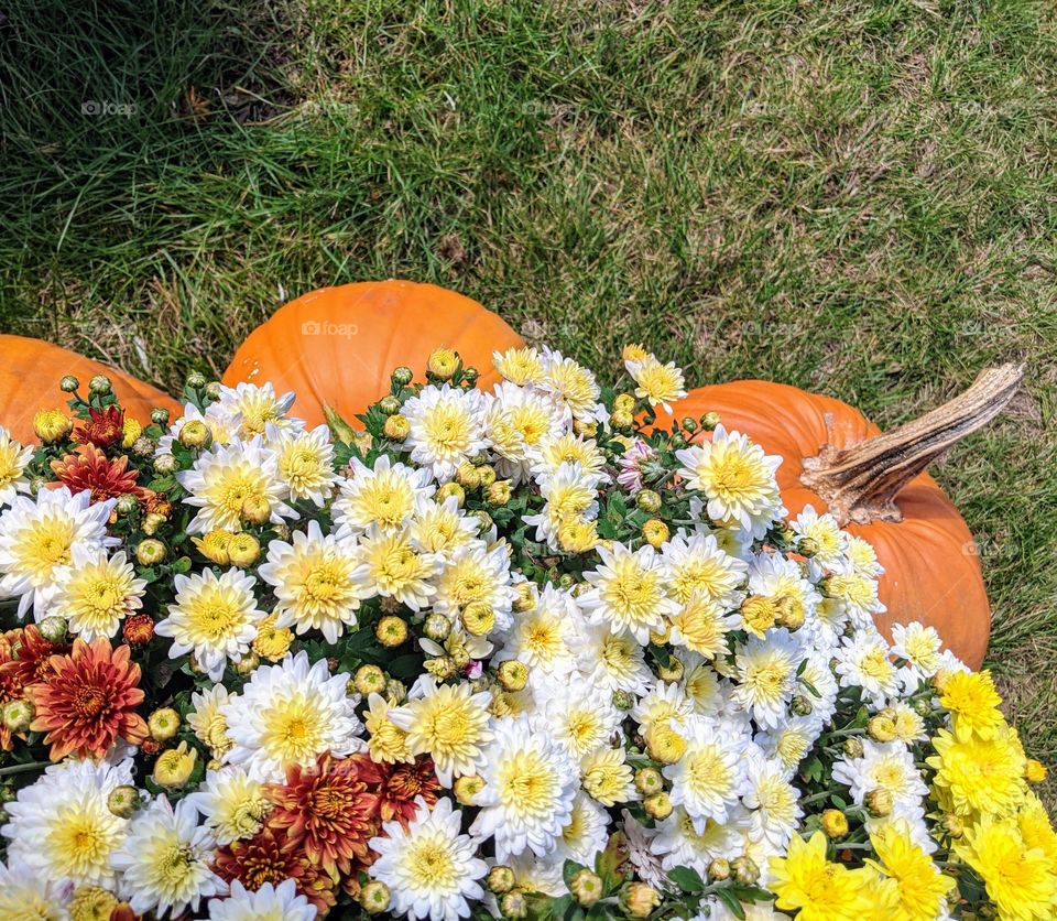 Autumn mum's and pumpkins