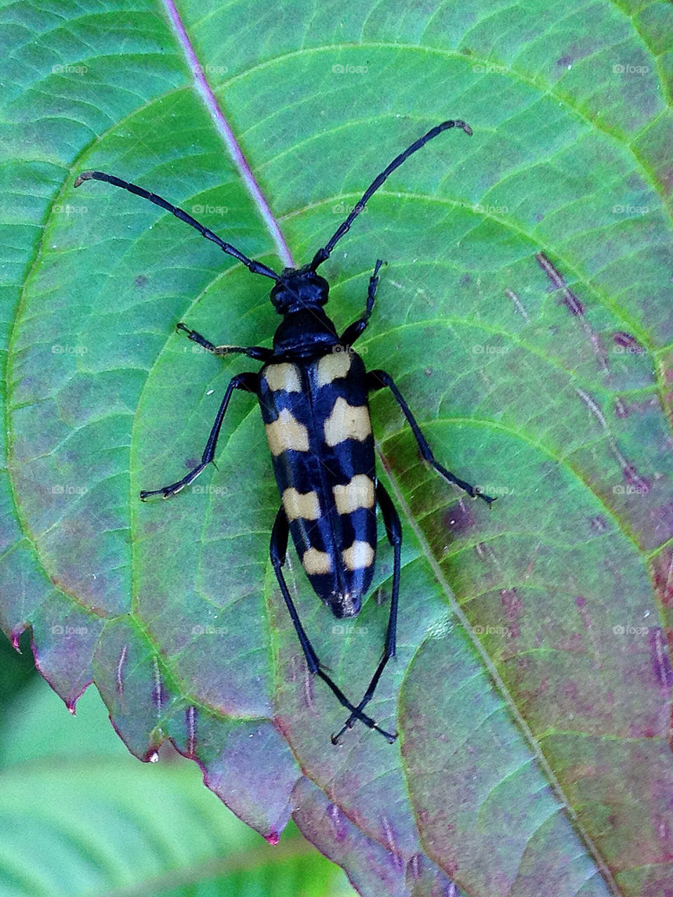 sweden garden leaf insect by elluca