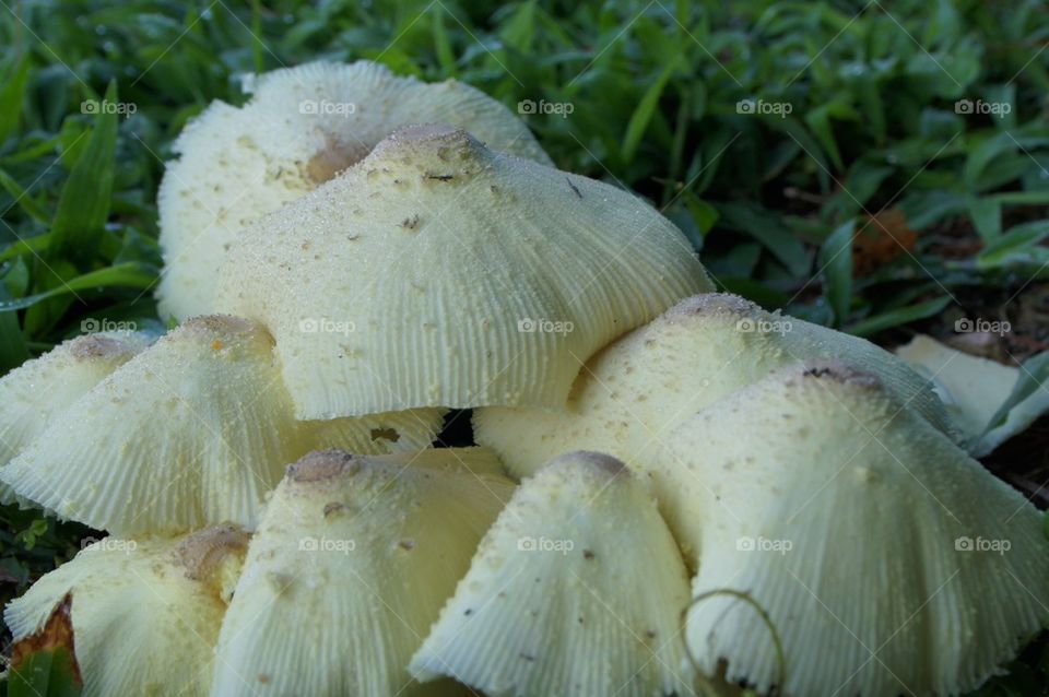 Unique mushrooms