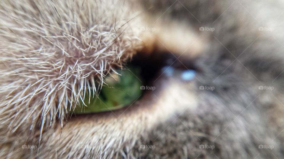 Close-up of cat's eye