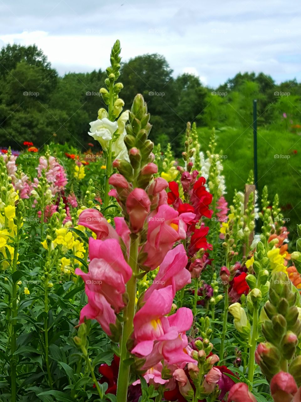 snapdragons