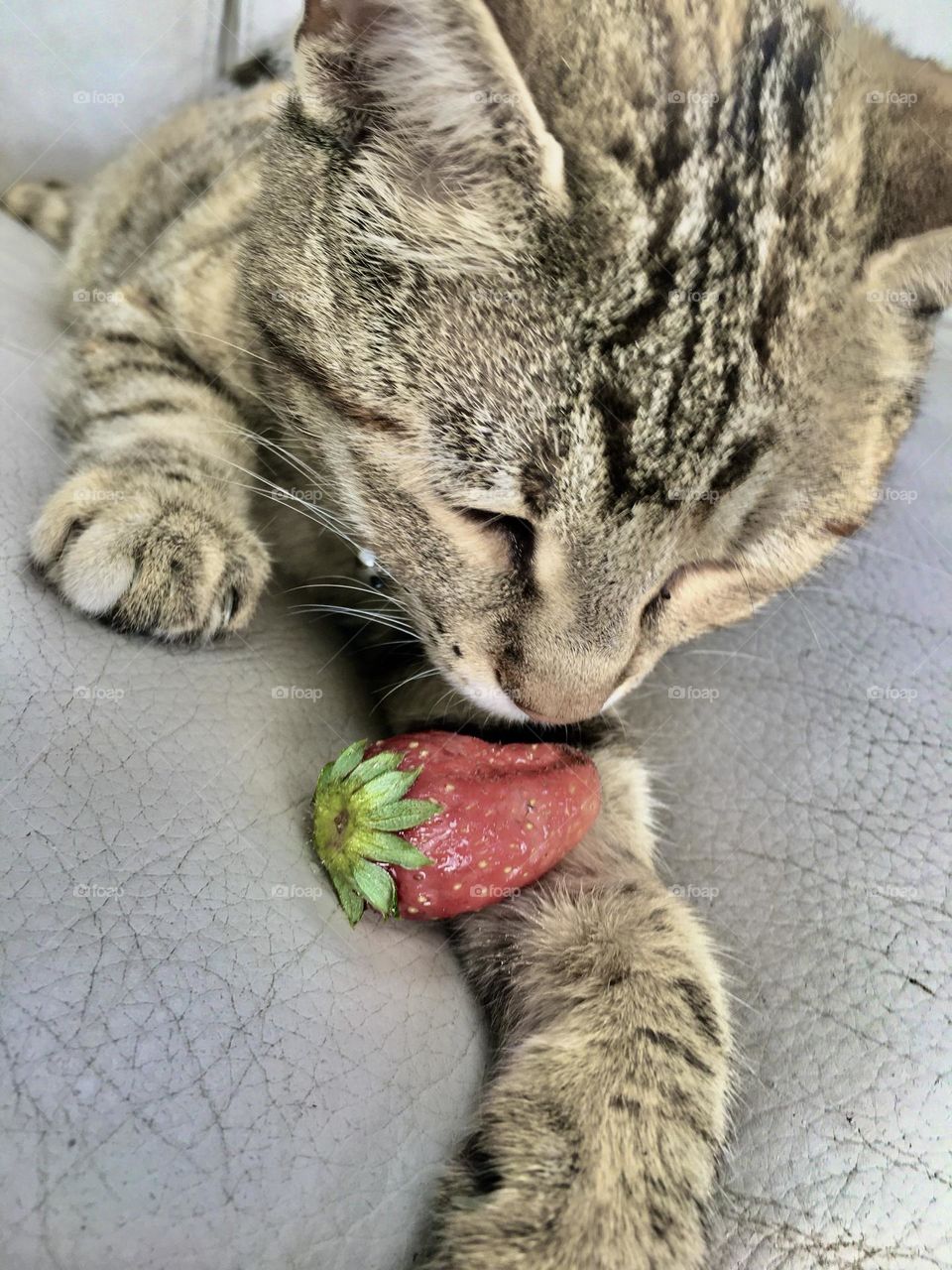 The cat and the strawberry