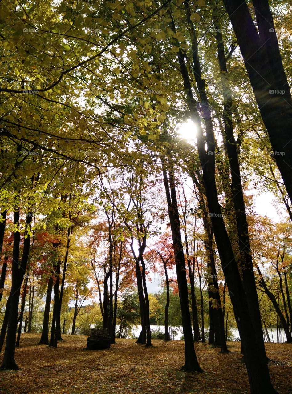 trees
