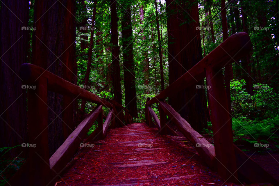 Bridge To The Redwoods
