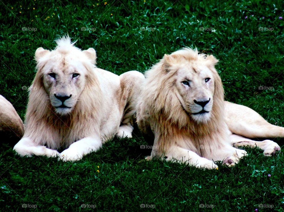 Ferocious lions