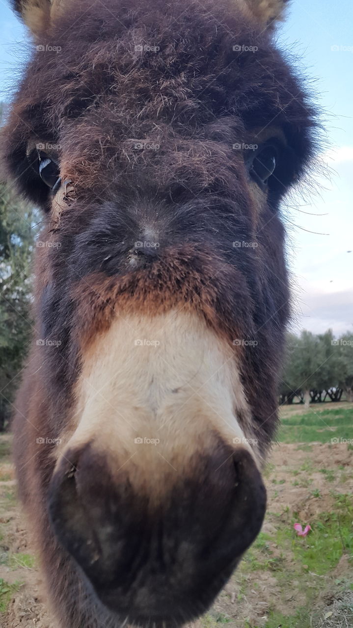 donkey face