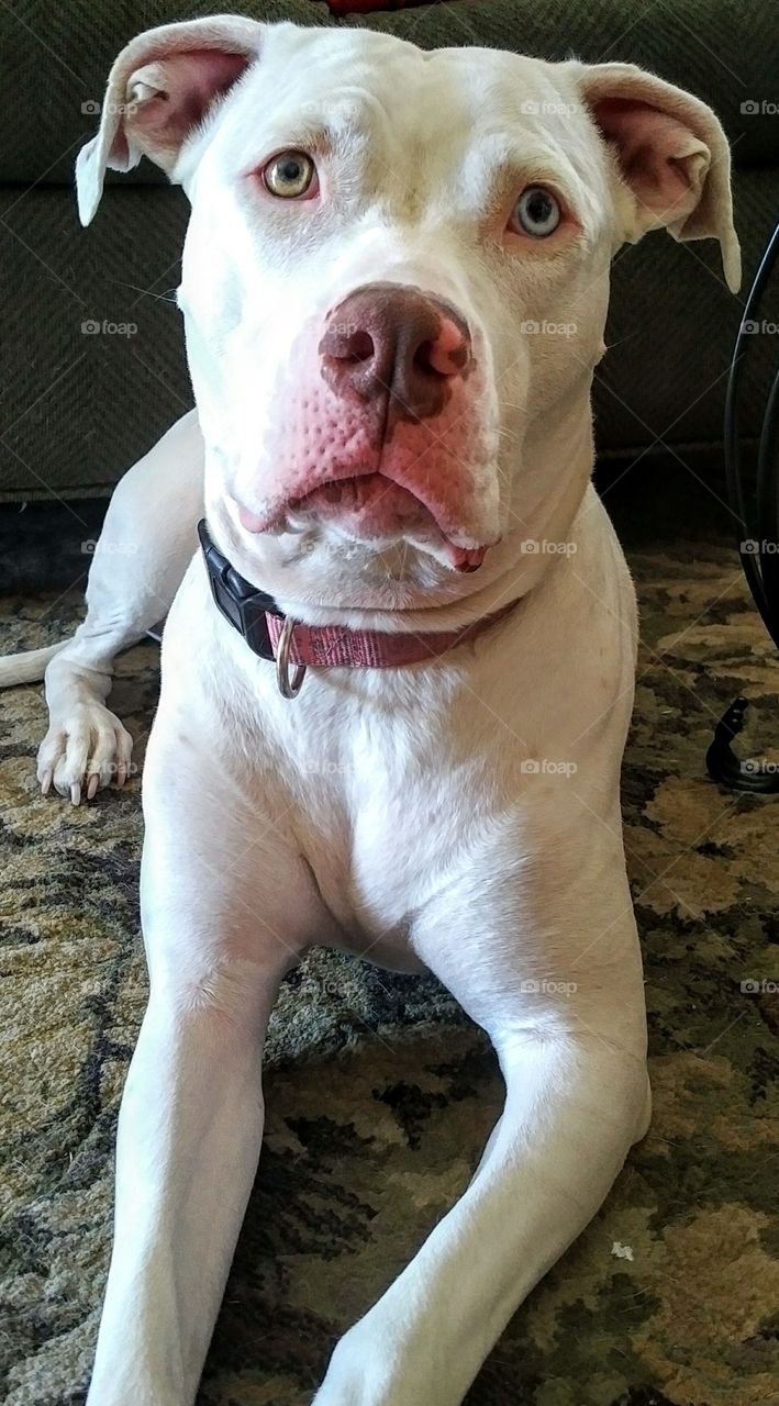 Portrait of white pitbull