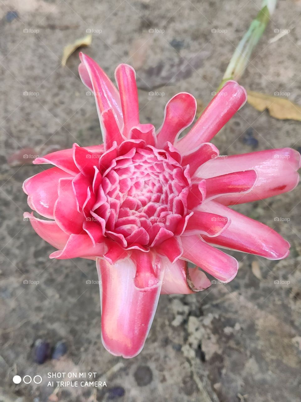 Eu vejo flores em você