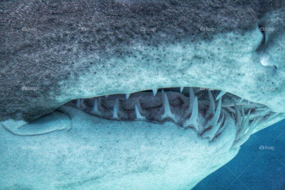 shark's teeth