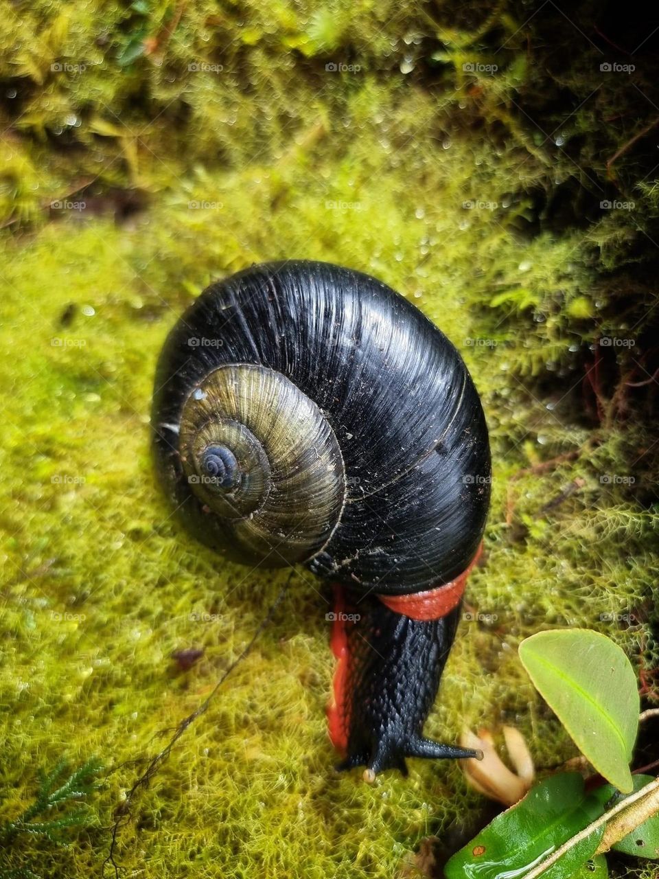 Snail in the jungle 