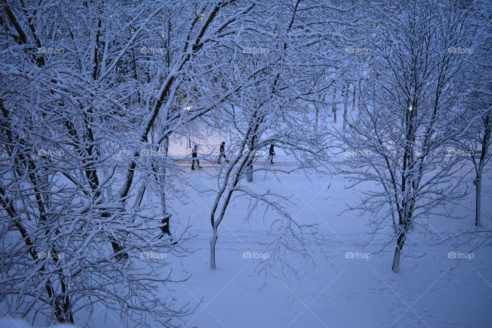 Winter, Snow, Cold, Frost, Tree