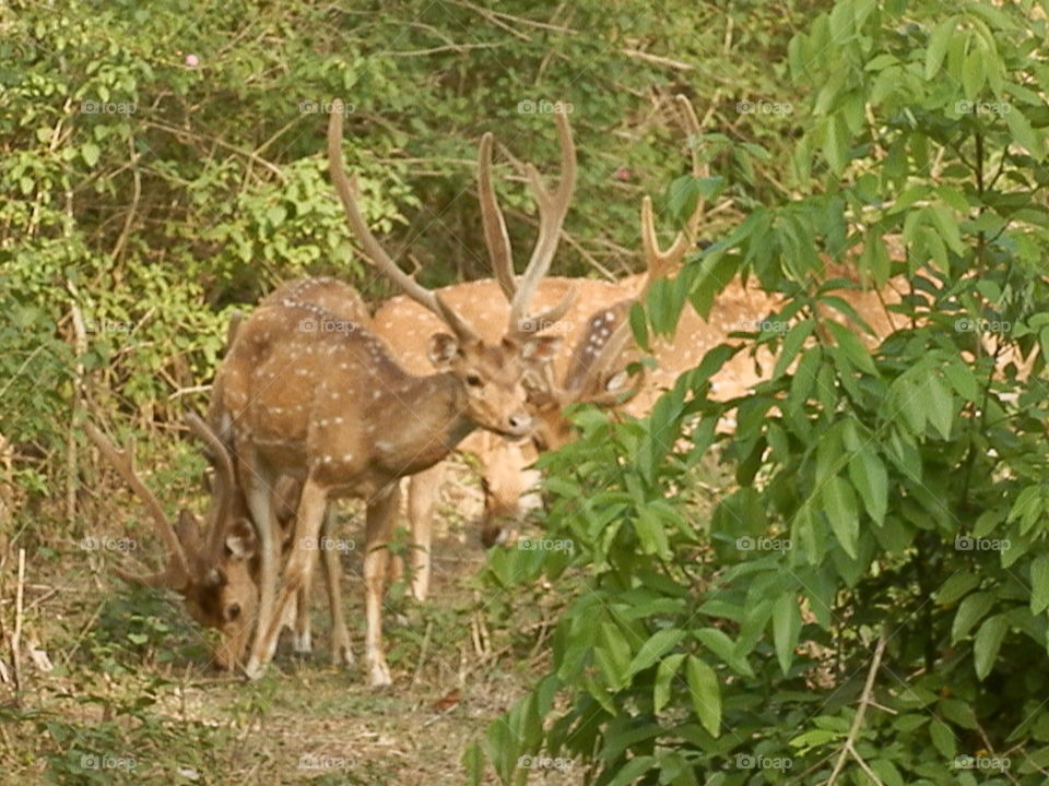 Wildlife, Deer, Nature, Mammal, Animal