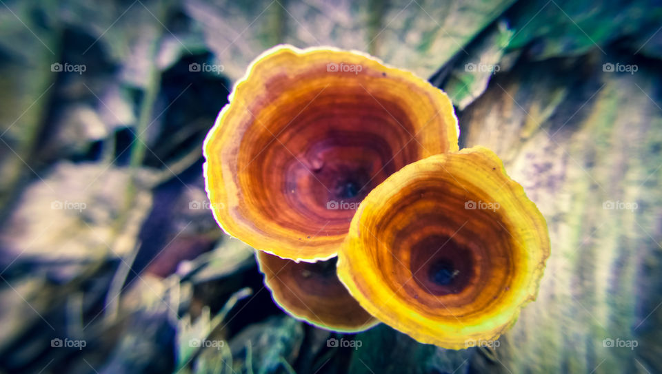 mushrooms grow on bad stems