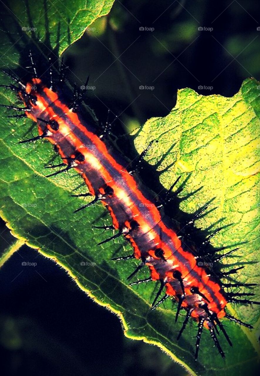 caterpillar