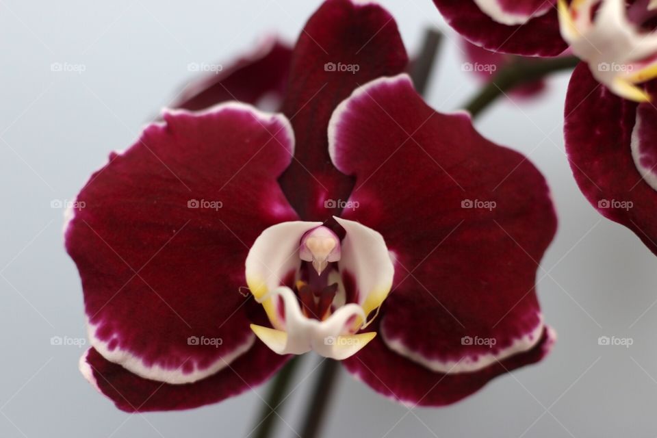 Orchid