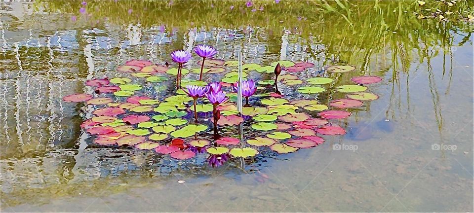Bright violet water lilies with multicolor leaves can be seen on a pond at the botanical garden of “Berlin”, the now again capitol of Germany in the vicinity of the “Steglitz” neighborhood. 2024. Hypnotic Productions