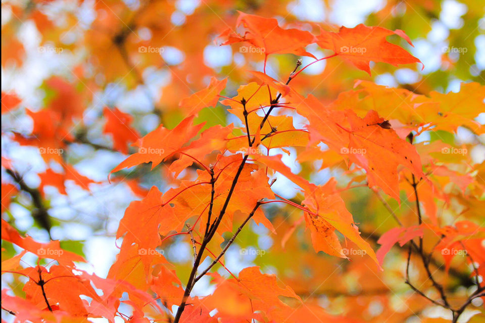 Throwing in a bit of New England Autumn colors!🍁🍁🍁
Enjoy the moments before we hit the sub-zero temperatures in no time!! 😂