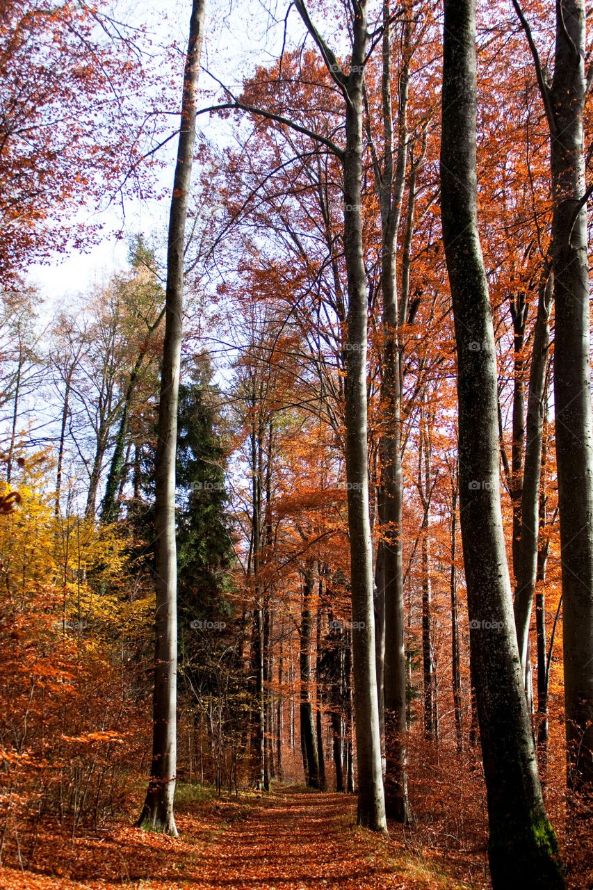 Autumn in the HerrenInsel woods