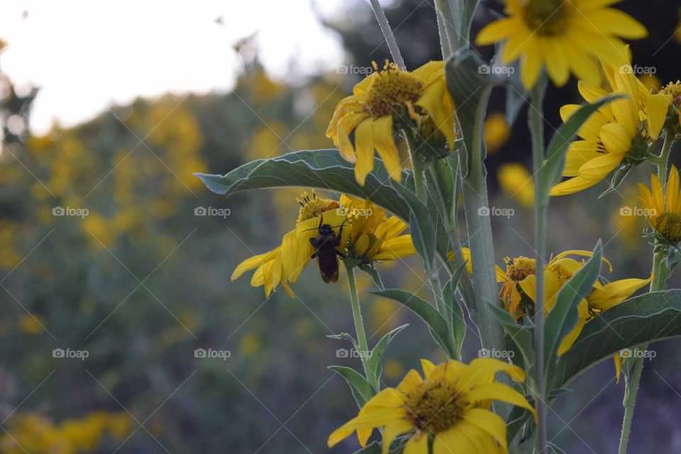 close-up of bee on flower
