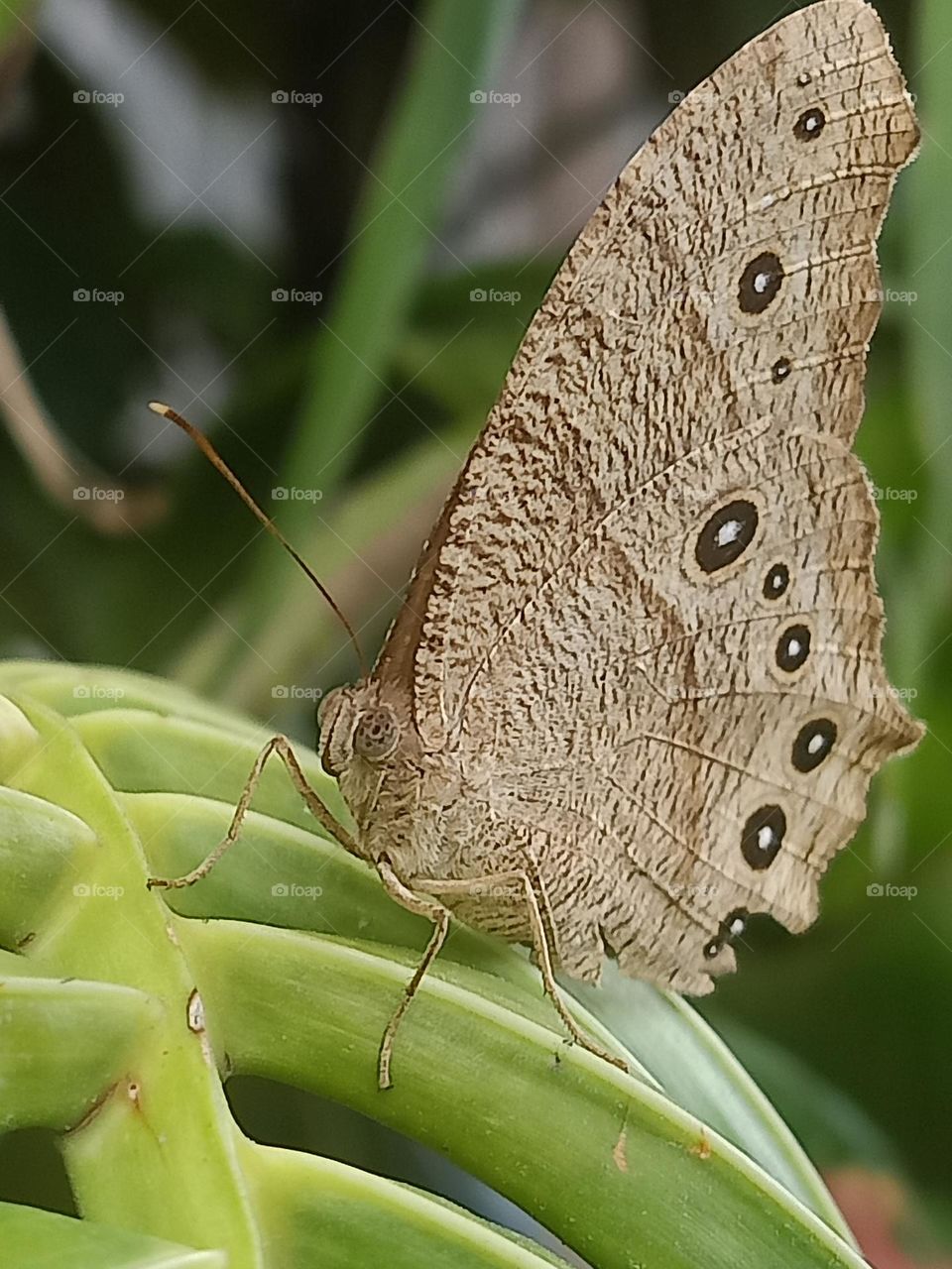 brown butterfly