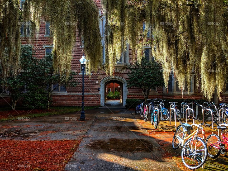 Sunset after the rain!  The sun's rays highlight the beautiful antique moss from the trees!  Bicycles and a building are in the background with a puddle of water on the sidewalk