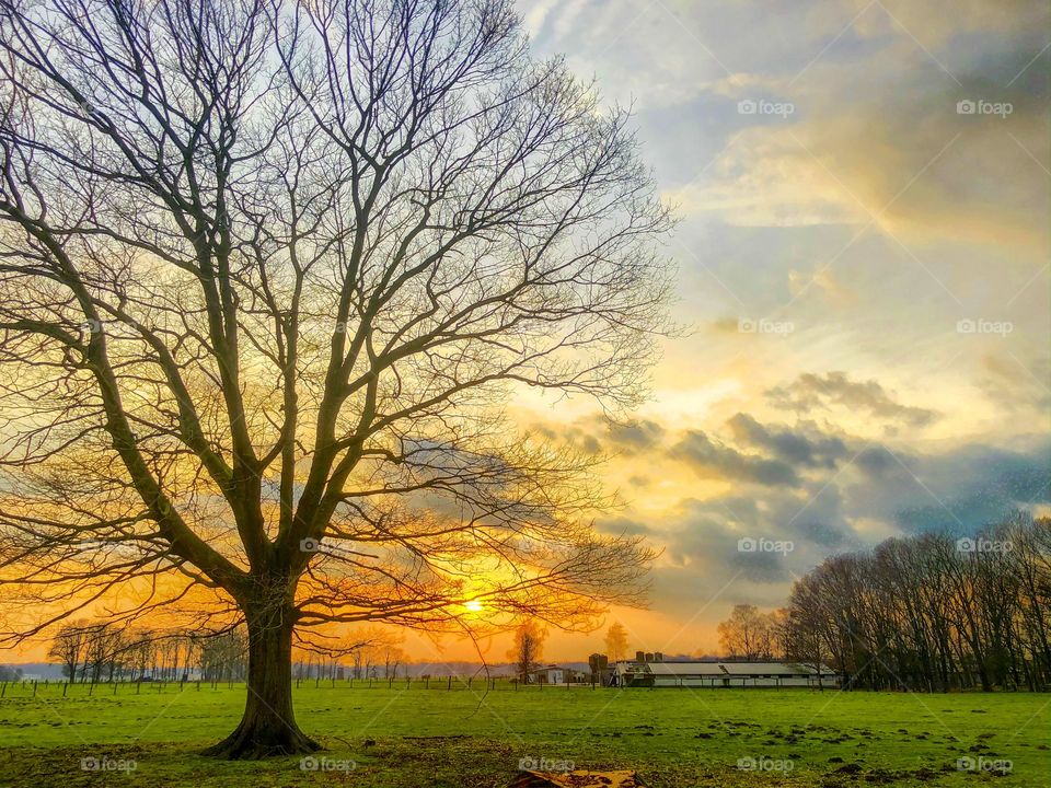 Colorful and dramatic fiery sunset or sunrise sky over a Countryside landscape with a big bare tree on the foreground 