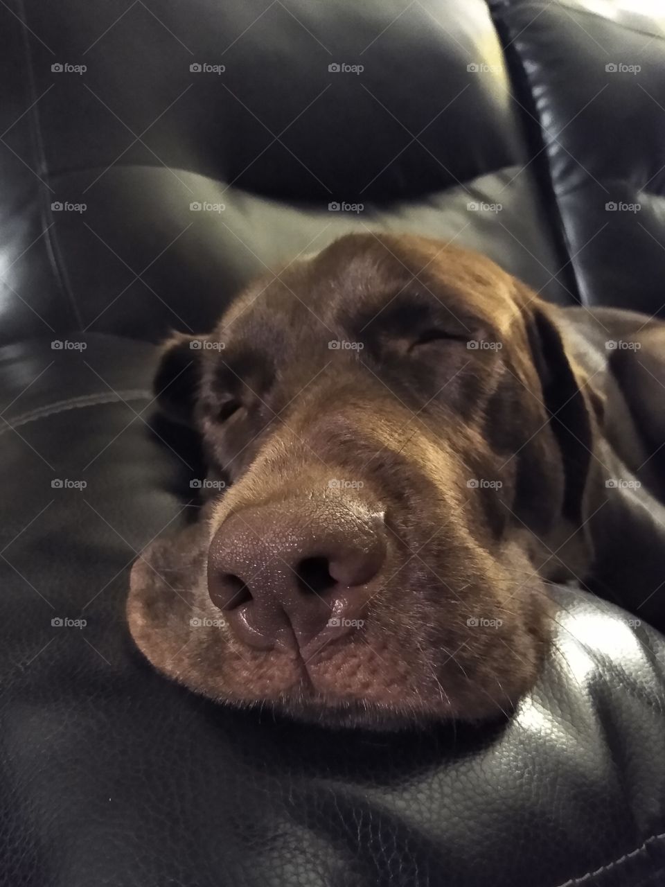 sleeping dog