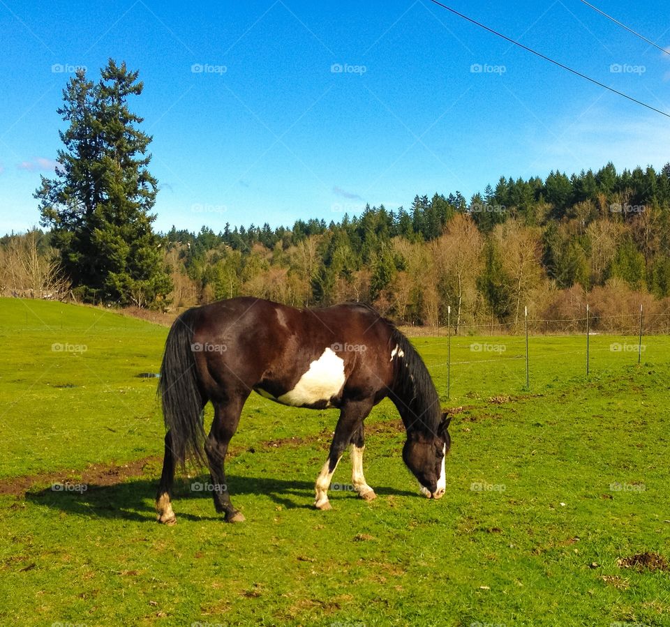 Grazing horse