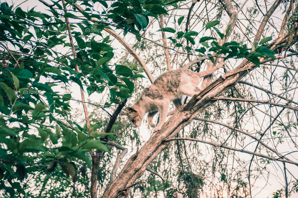 It's so lovely to see animals in their natural behaviour, kitten having fun in the backyard.