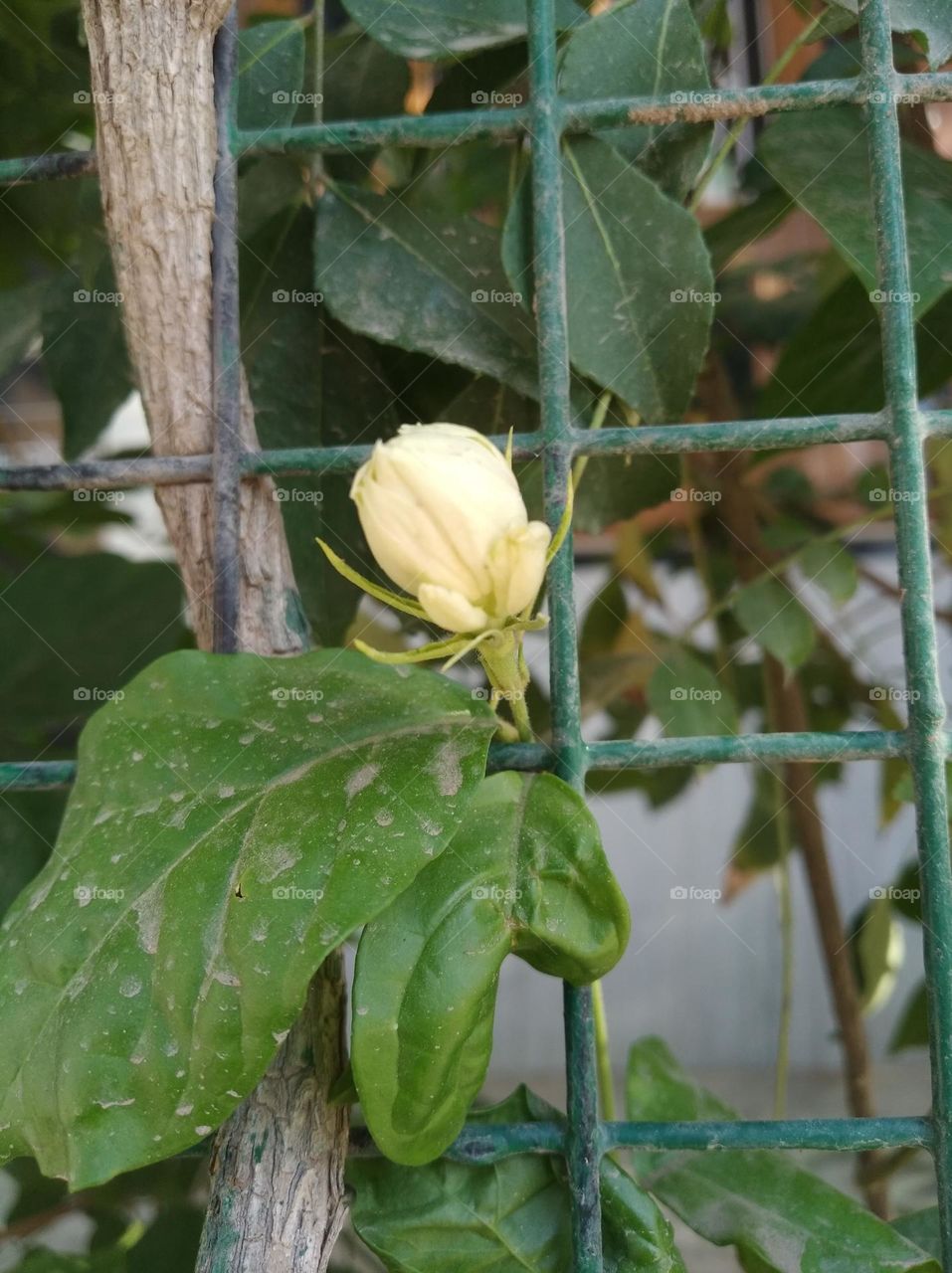 white flower bud growing up very beautiful generally found everywhere fresh seasonal looking very beautiful