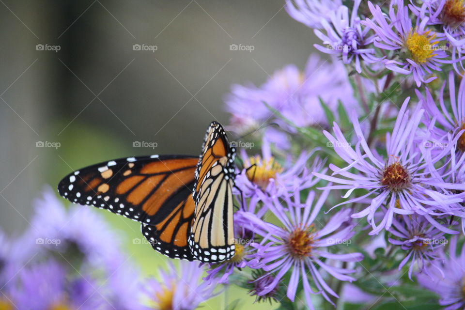 Butterfly on a flower, close-up