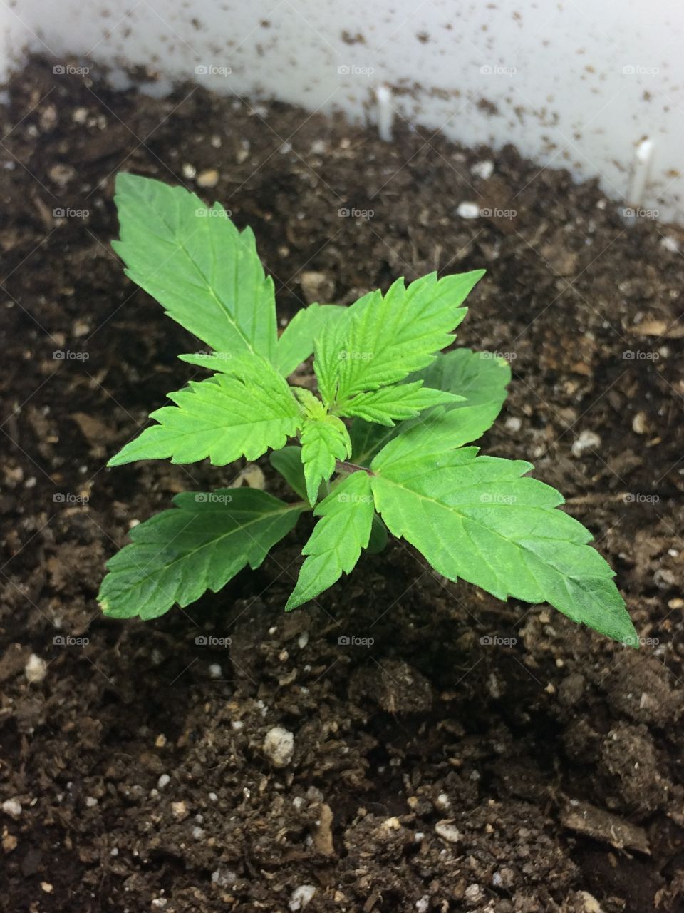 Weed marihuana beautiful plants green 420 cultivo indoor bajo consumó marijuana 