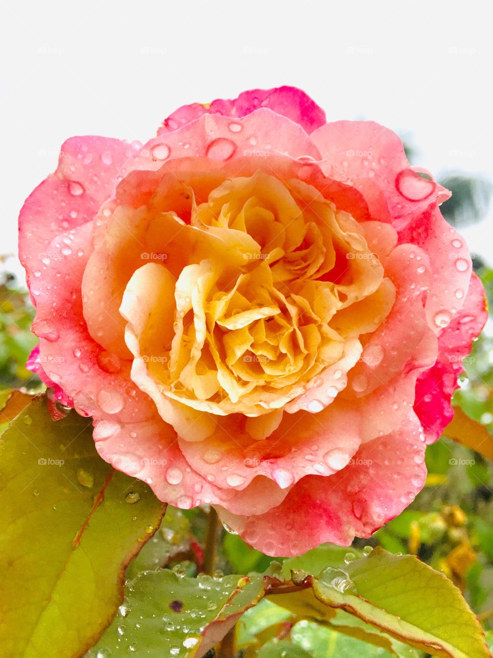 Cores fortes para um sábado cinzento e chuvoso!
Foi difícil “acertar a mão” para esse clique... enfim: flores do nosso jardim, para alegrar e embelezar nosso dia.
#FOTOGRAFIAéNOSSOhobby