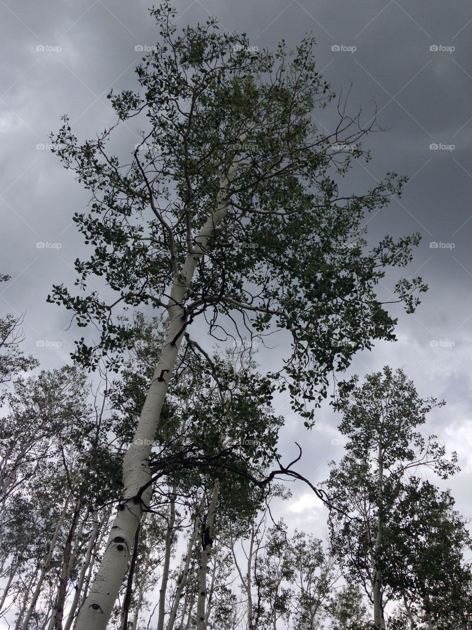 Quaking Aspen. One of my favorite trees, the quaking aspen, in my favorite glen in AZ 