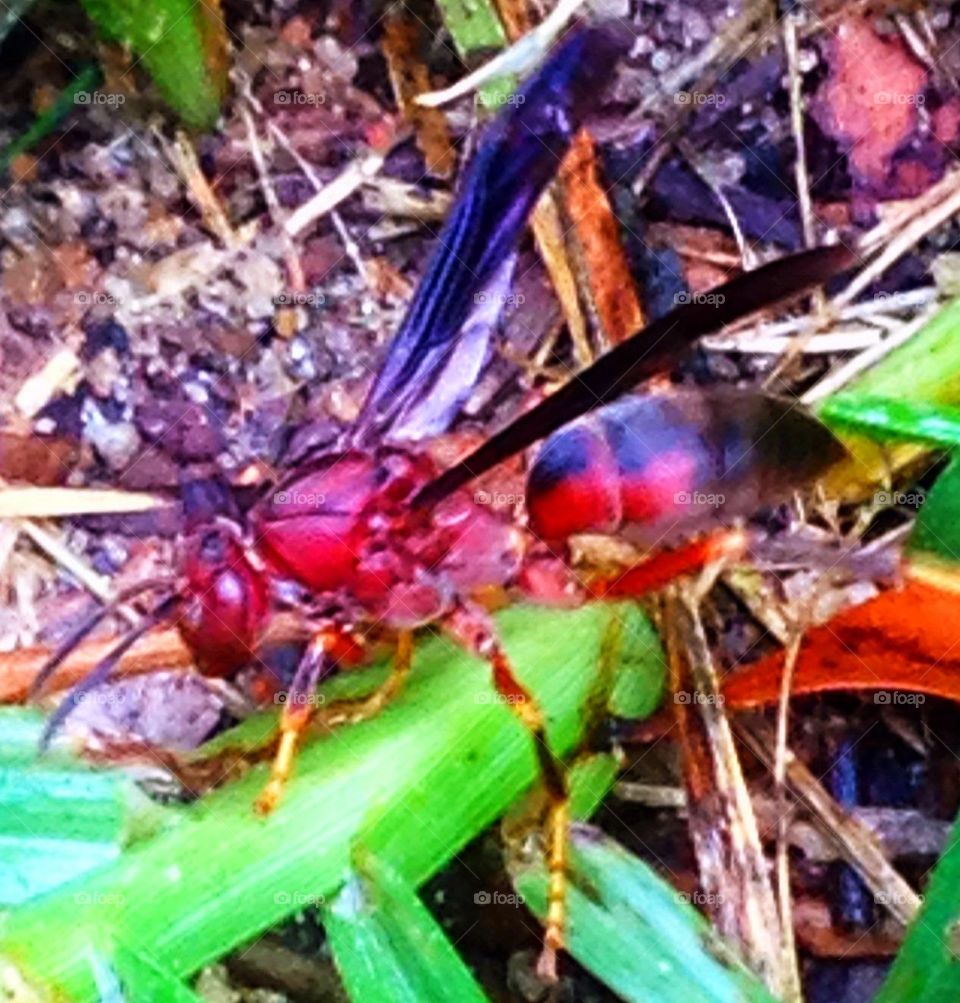 Red wasp