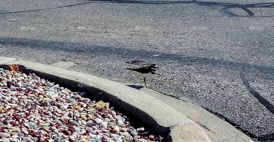 bird standing near curb
