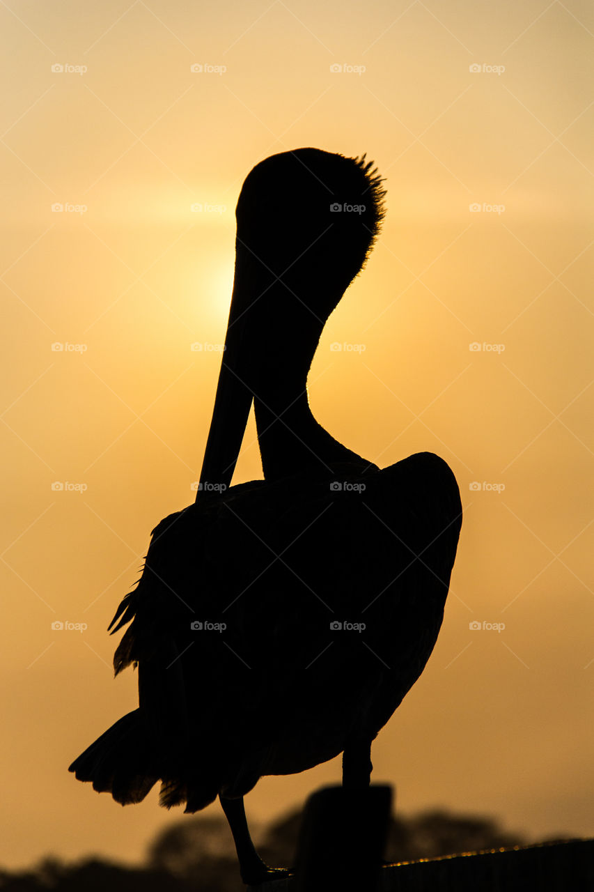 The silhouette of a pelican sitting in a dock.