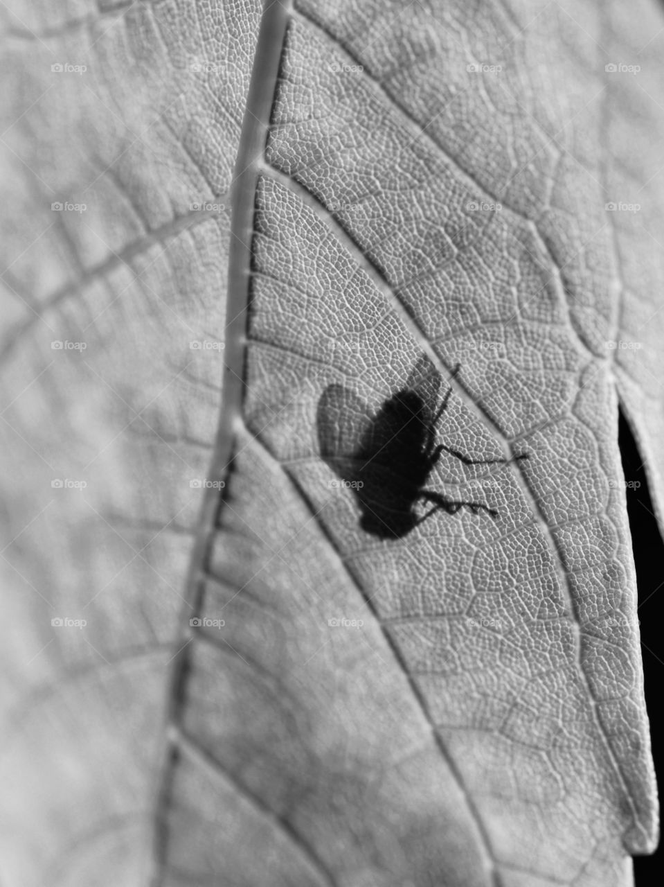 Shadow of a fly on leaf