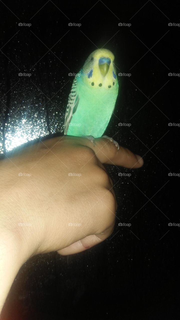 canary bird against glass.