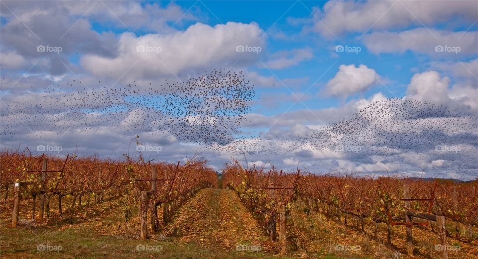 Birds in Flight. Birds flying in formation in vineyard