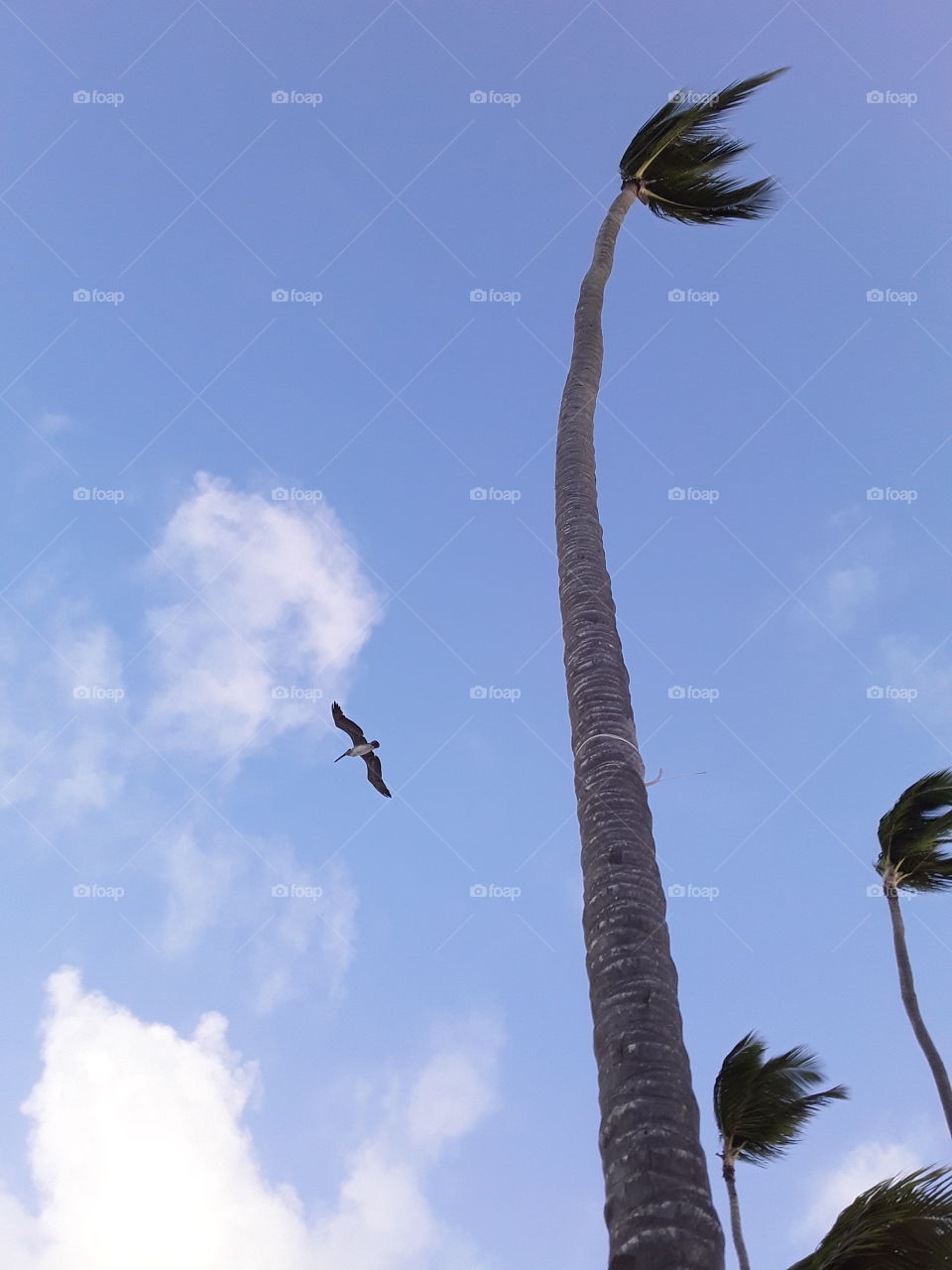 marabou bird flying in the sky and tops of palm trees